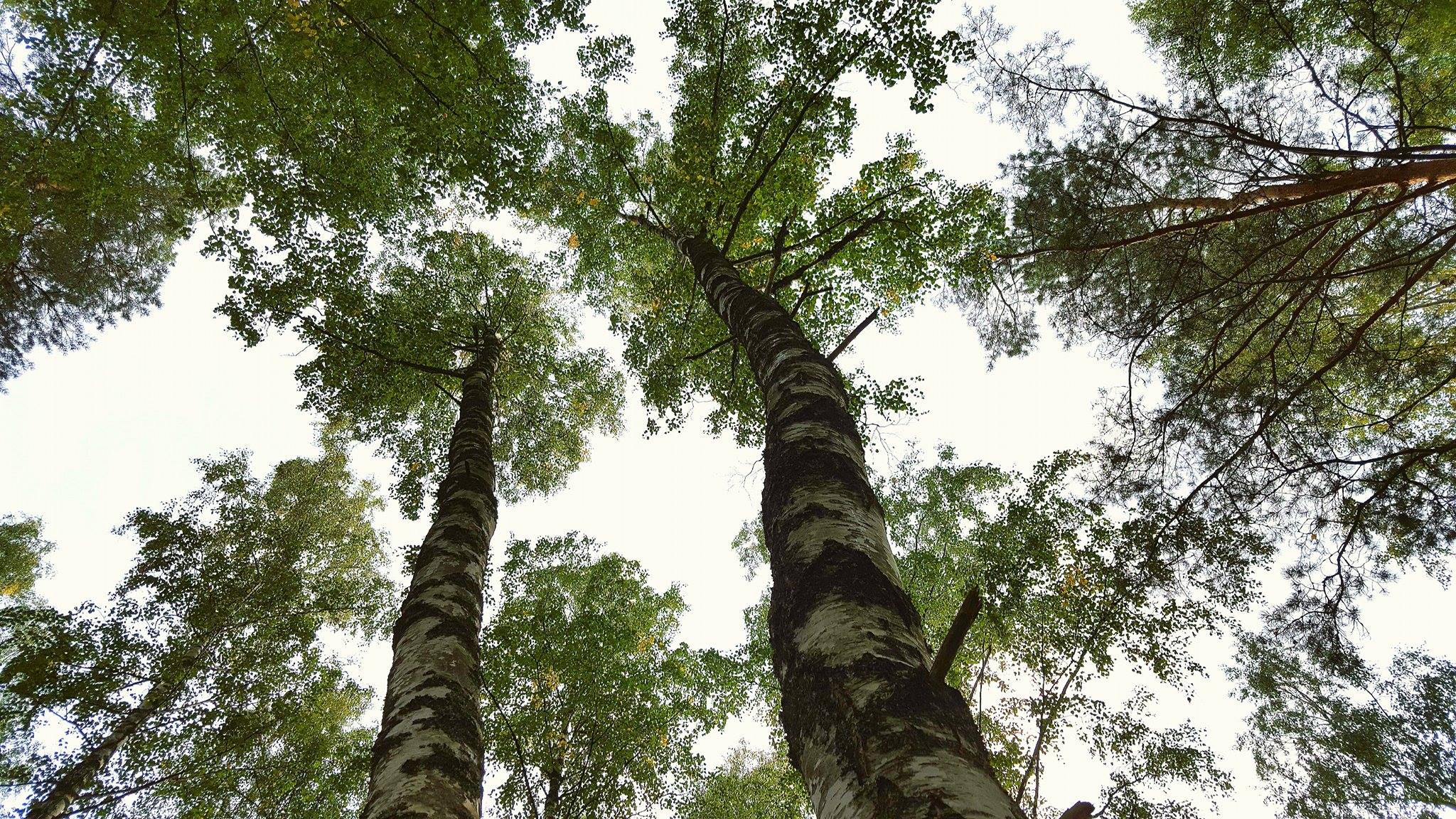 16805479_1846253535631078_1159298881_o